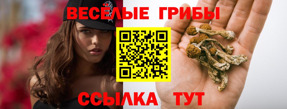 Медногорск  Псилоцибиновые грибы Cubensis  Вход с VPN  Галлюциногенные грибы Psilocybine cubensis 